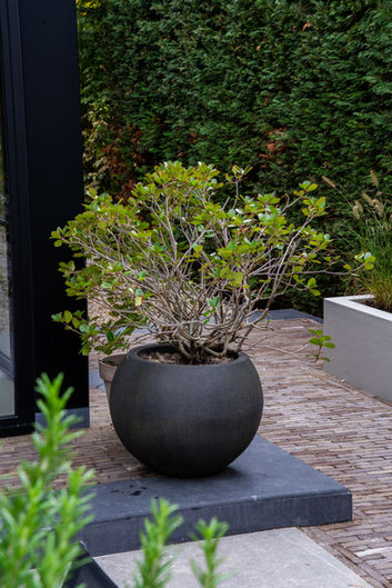 Grote ronde zwarte pot met groenblijvende struik op terras naast glazen pui.