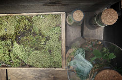 Diferentes Terrários e Musgos