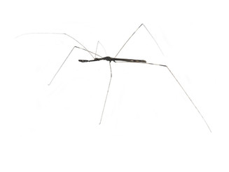 Assassin Bug