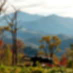 Asheville NC mountain landscape with trees, professional arborist gear in foreground, real