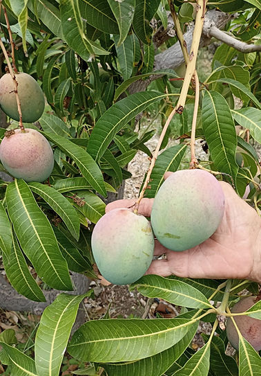 Mangos