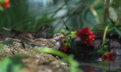 jeune moineau domestique