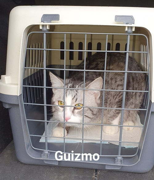 guizmo.jpg