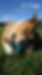 Chien jouant avec un jouet bleu sur l'herbe