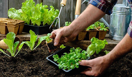 Planting veggies...