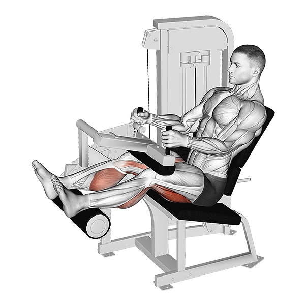 seated leg curl