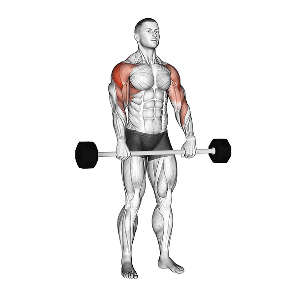 barbell upright row