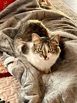 Cleo