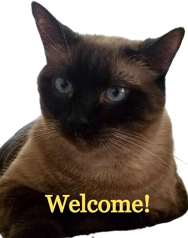 Practicekat welcoming everyone to IDGT902.com