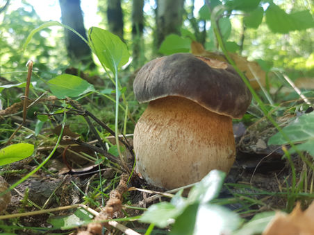 vakantie, camping, vakantiehuisjes, huisjes huren, boshuisje, hutje in het bos, zuid-frankrijk, wandelen, gîtes, rustig, natuur, veilig, leuk voor kinderen, poezen, schapen, natuurlijk zwemwater, vakantie met muziek, brocante, charmecamping, minicamping, natuurcamping, bioboerderij, kinderboerderij, moestuin, hartelijk, vriendelijk, nederlandse eigenaren, persoonlijk