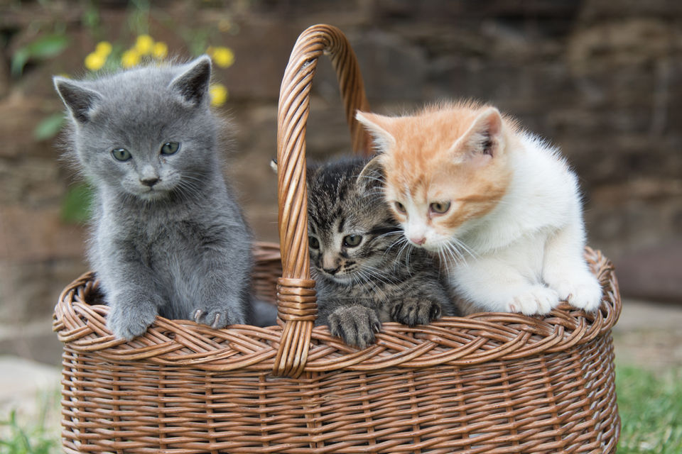vakantie, camping, vakantiehuisjes, huisjes huren, boshuisje, hutje in het bos, zuid-frankrijk, wandelen, gîtes, rustig, natuur, veilig, leuk voor kinderen, poezen, schapen, natuurlijk zwemwater, vakantie met muziek, brocante, charmecamping, minicamping, natuurcamping, bioboerderij, kinderboerderij, moestuin, hartelijk, vriendelijk, nederlandse eigenaren, persoonlijk