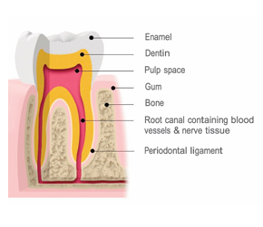 Tooth showing enamel, dentine and pulp space
