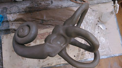 water based clay sculpt of inner ear