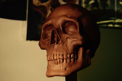 Human Skull replica in teracotta
