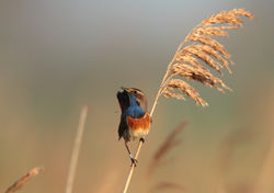 Thomas Deram Photos & Nature