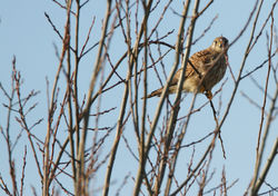 Thomas Deram Photos & Nature