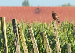 Thomas Deram Photos & Nature