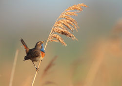 Thomas Deram Photos & Nature