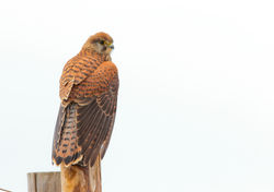 Thomas Deram Photos & Nature