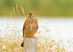 Thomas Deram Photos & Nature