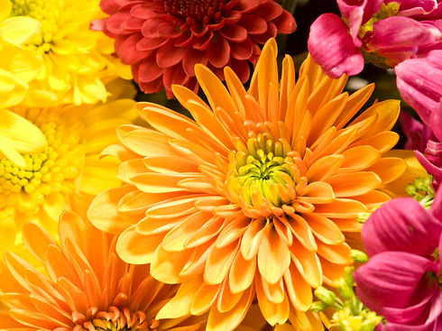 chrysanthemen-an-einem-sonnigen-platz-in