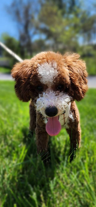 Cooper.jpg