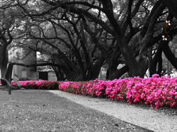 Museum of Fine Arts, Houston