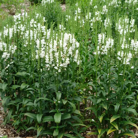 obediant plant 'miss manners'
