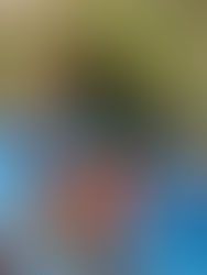 Capuchin Monkey Encounter