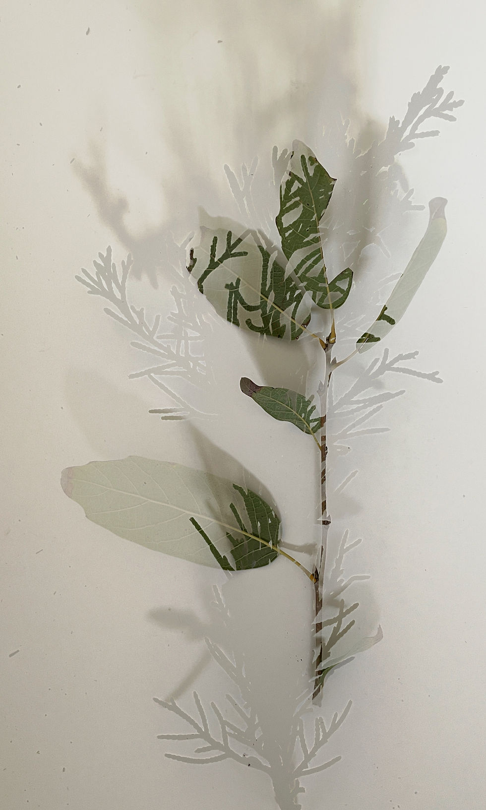 Branching Beyond