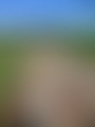 The two wheeled steed