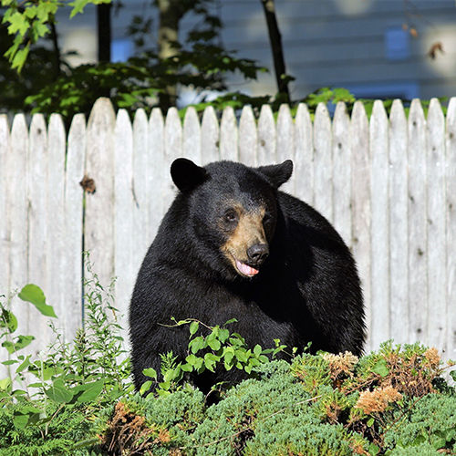 Bears travel widely in search of food. The picket fence indicates that this one is in a residential yard. CT DEEP photo