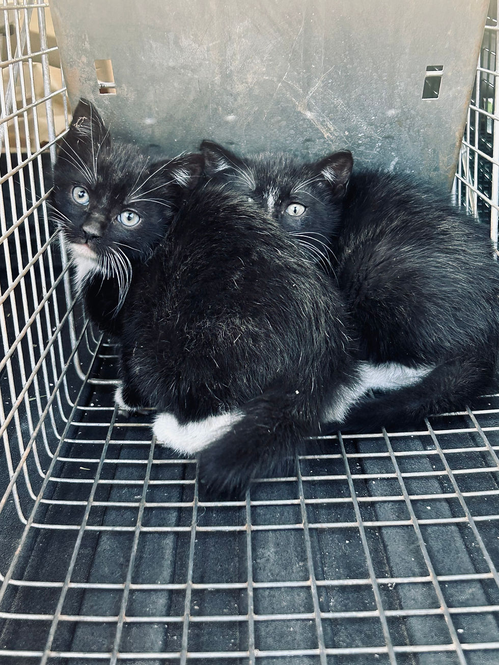 Animal rescue experts say an unspayed female cat has the potential to reproduce 36 kittens within a 16-month span.
