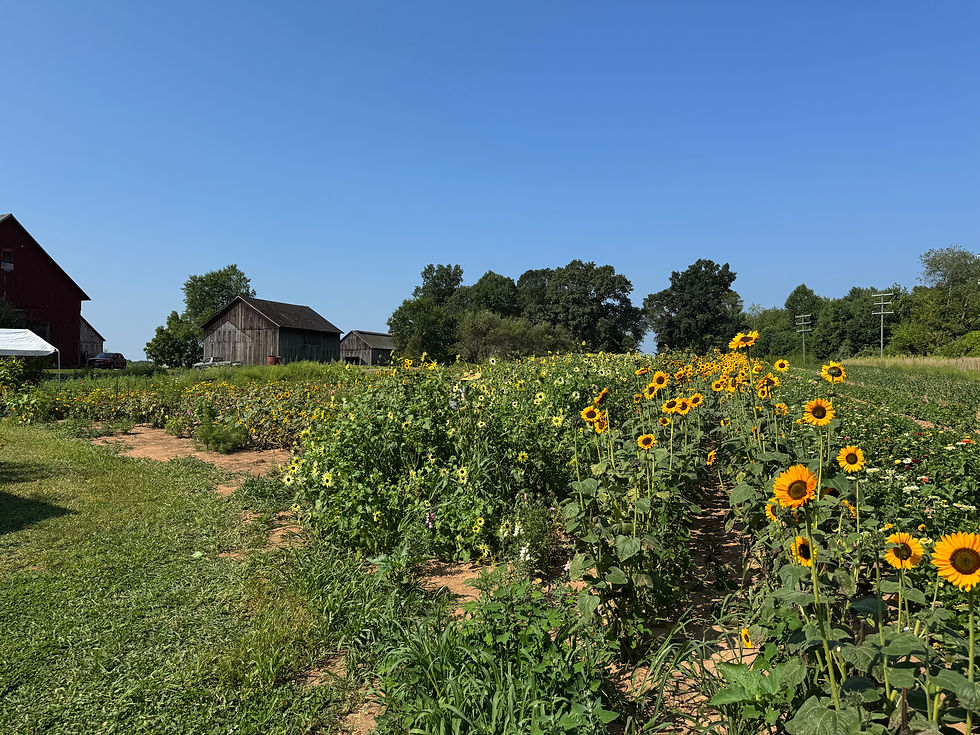 Under the proposal, the town would own the former fields along Addison Road creating a possible community garden. (Marteka)