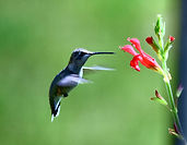 Hummer House 2.jpg