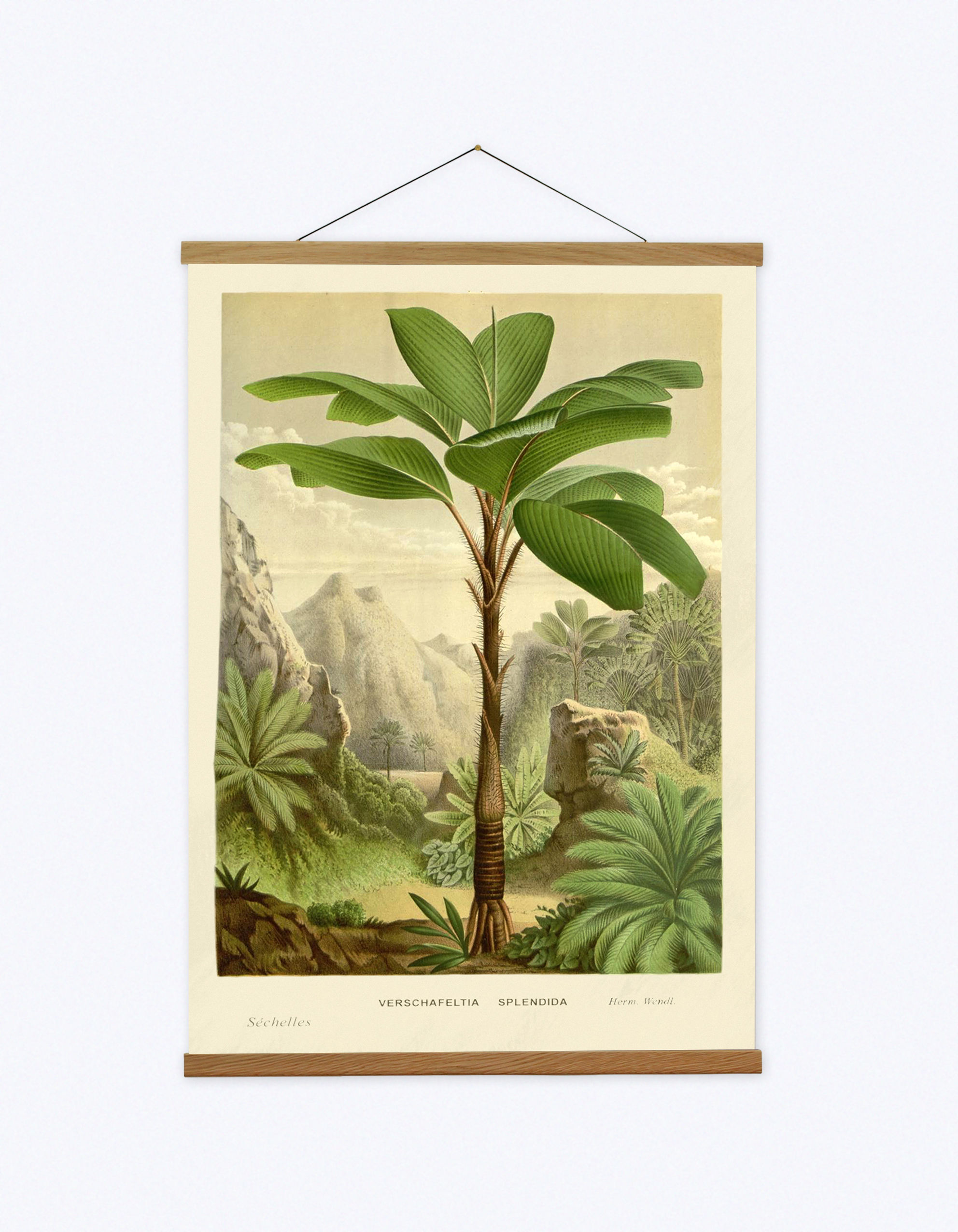 Vintage Tropical Palm Tree Canvas Hanging and Wooden Hanger, Botanical Wall Art