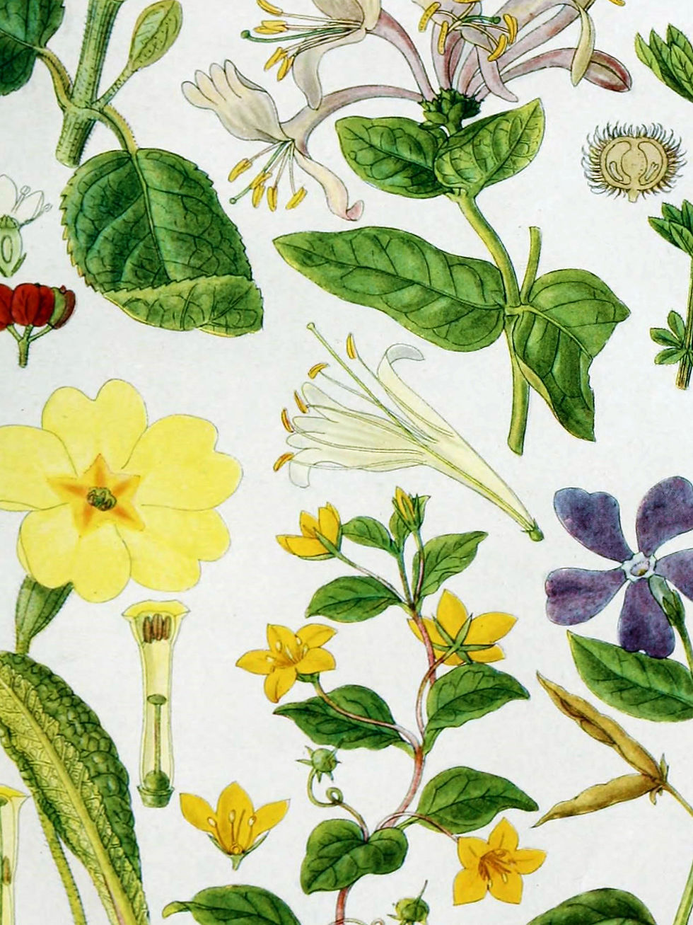 Thumbnail: Set of 2 Wall Art Prints, Set of 2 Vintage Botanical Prints for Your Home