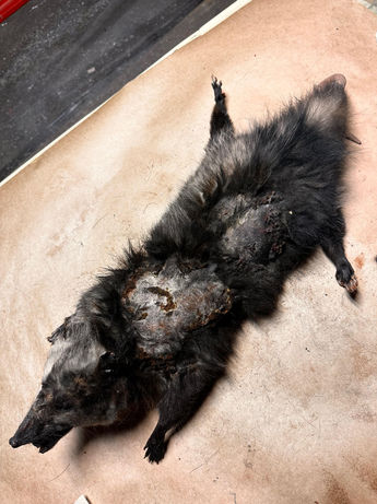 Opossum Burning FX.jpg