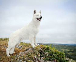 Amraz, 14 months old