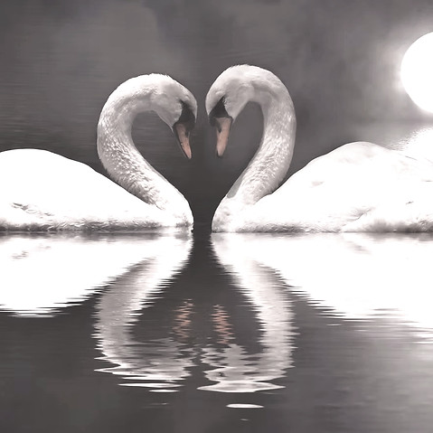 romantic swan during valentine's day_edi