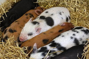 piglets.jpeg