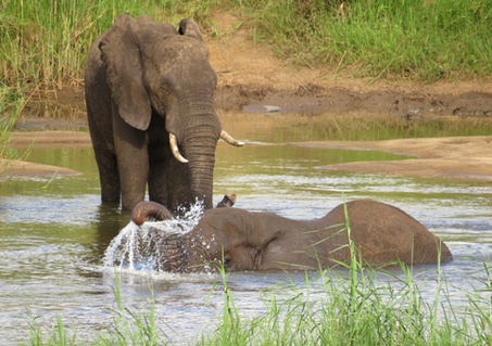 elephants spotted from Crocodile Bridge Safari Lodge accommodation close to Kruger National Park