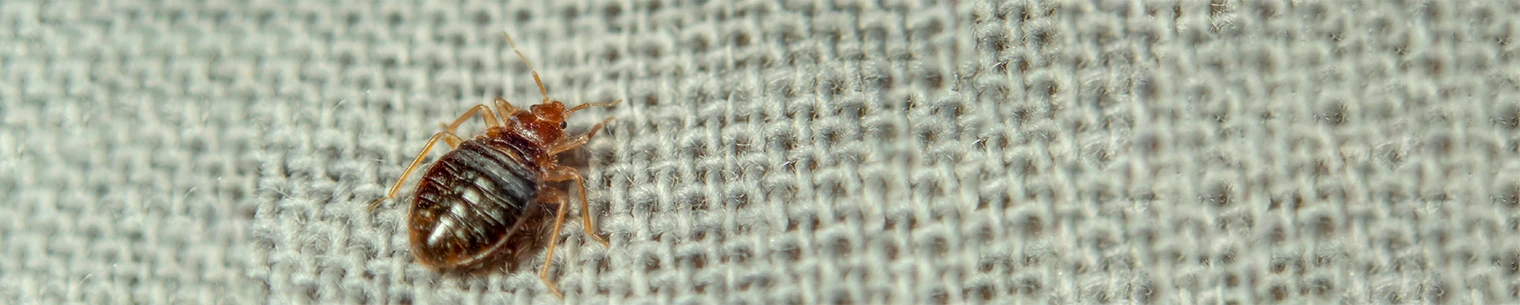 bed bug banner_cropped copy.webp