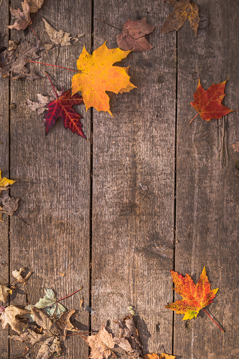 feuilles erable on a board.JPEG