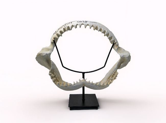 Shark Jaw Replica – Signed by Richard Dreyfuss