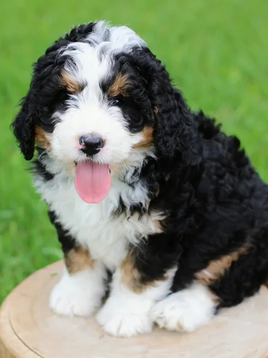 Why Families Love Bernedoodles in Arizona for Active Lifestyles