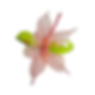 Pink Murano Glass Flower & Chocolate Gift | IFM Gourmet Dubai UAE