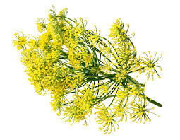 الصورة المصغرة: wild fennel flowers