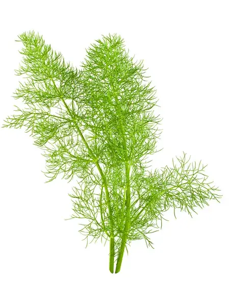 الصورة المصغرة: wild fennel
