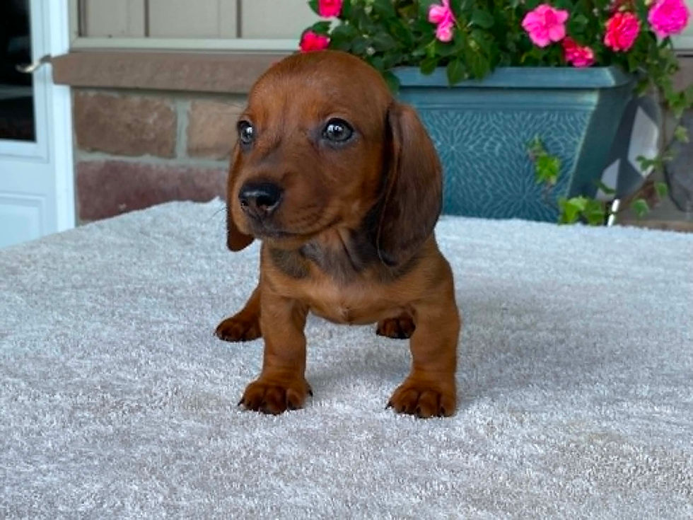 Thumbnail: Hershey